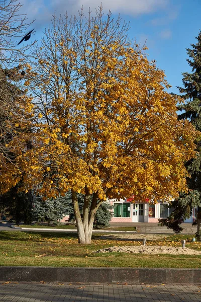 Kastanjeboom Herfst Het Stadsplein — Stockfoto