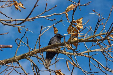 Kasaba meydanındaki bir kestane dalında bir karga oturuyor..
