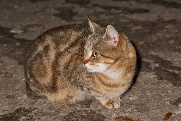 ホームレスの猫が道路に座り 通り過ぎる人々からのお菓子を待っています — ストック写真