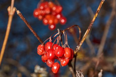 Sonbahar. Bir kır evinin bahçesinde son güzel sonbahar günlerinde olgunlaşmış ve hafif solmuş viburum kümeleri..
