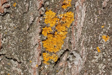 Duvar Xanthoria (Latince: Xanthoria parietina), Telochistaceae familyasından bir liken türü..