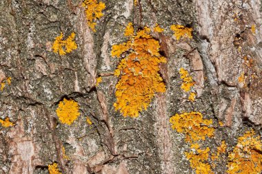Duvar Xanthoria (Latince: Xanthoria parietina), Telochistaceae familyasından bir liken türü..