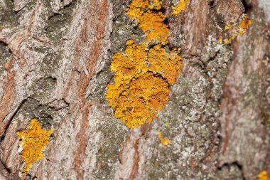Duvar Xanthoria (Latince: Xanthoria parietina), Telochistaceae familyasından bir liken türü..