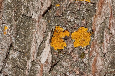 Duvar Xanthoria (Latince: Xanthoria parietina), Telochistaceae familyasından bir liken türü..
