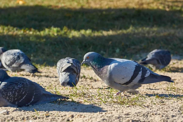 Duif Het Grasveld Van Het Stadsplein — Stockfoto