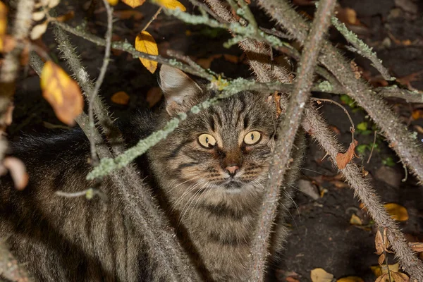 Gato Escondido Arbusto Cão Levantou Fotógrafo — Fotografia de Stock