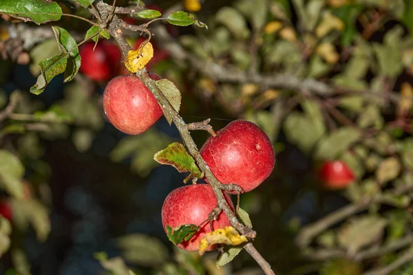 Sena Äpplen Mognade Oktober Trädgården Ett Hus Landet — Stockfoto