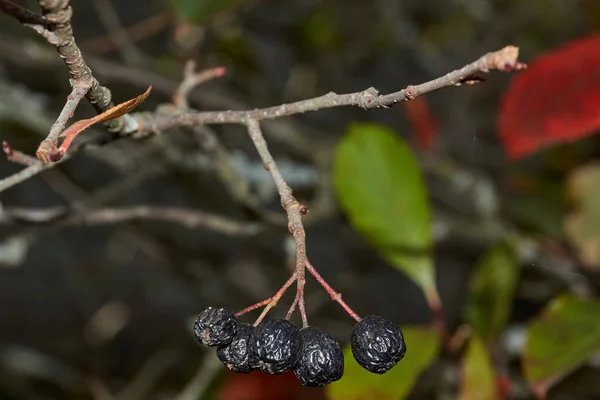 Podzim Zralé Zvadlé Bobule Chokeberry Zahradě Venkovského Domu — Stock fotografie