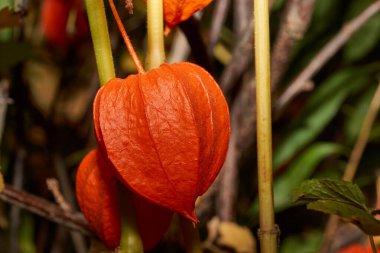Physalis (lat. Physalis) bir kır evinin bahçesinde. Fincanın içinde meyve meyvesi var..