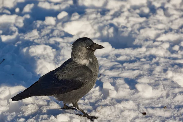 Χιόνι Έπεσε Και Έγινε Πιο Δύσκολο Για Πουλιά Βρουν Τροφή — Φωτογραφία Αρχείου