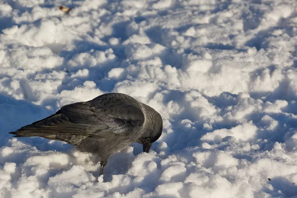 Schnee Fiel Und Wurde Für Die Vögel Schwieriger Nahrung Finden — Stockfoto