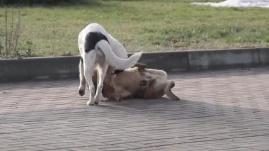 Kasaba meydanında köpekler oynuyor..