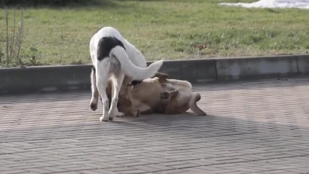 在市中心广场玩耍的狗 — 图库视频影像