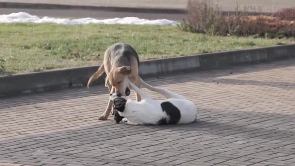 Hunde Spielen Auf Dem Stadtplatz — Stockvideo