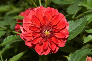 Sonbahar. Dahlia 'lar kır evinin bahçesinde çiçek açarlar..