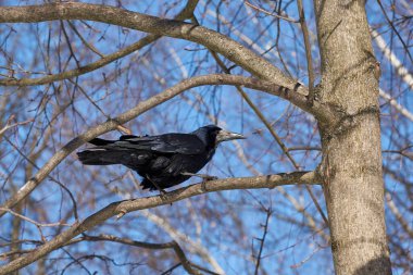 Kaleler, korku ve ihtiyatla evlerine döndüler. Kapanmasına izin vermeyin..