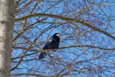 Kaleler, korku ve ihtiyatla evlerine döndüler. Kapanmasına izin vermeyin..