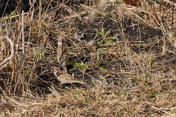 Lente Mussen Voeden Zich Het Gazon — Stockfoto