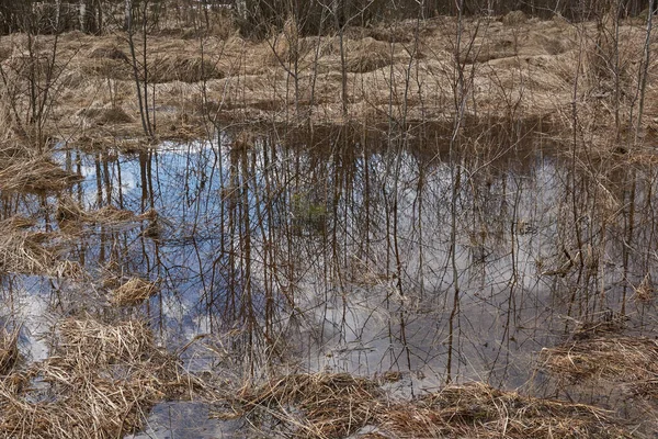 Primavera Temprana Reflejo Los Árboles Agua Borde Del Bosque — Foto de Stock