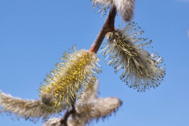 Bahar. Söğüt ağacı. Tükürükler, küpeler, tomurcuklar çiçek açmış..