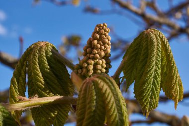 Bahar. Kestane renkleri şehir meydanında çiçek açar..