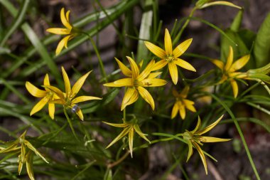 Bahar. Kaz tüyü soğan ya da soğan kuşunda (lat. Gagea).