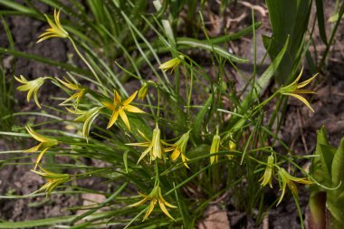 Bahar. Kaz tüyü soğan ya da soğan kuşunda (lat. Gagea).
