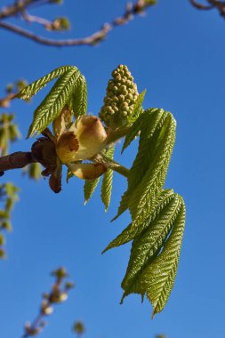 Bahar. Kestane renkleri şehir meydanında çiçek açar..