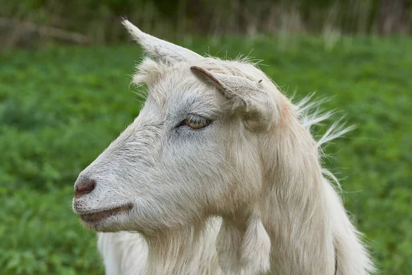 Lente Een Geit Graast Een Weiland Een Warme Meidag — Stockfoto