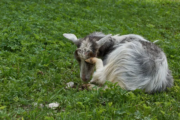 暖かい5月の日に牧草地でヤギの放牧 — ストック写真