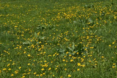 Bahar. Karahindibalar Snezhet nehrindeki bir çimenlikte çiçek açar..