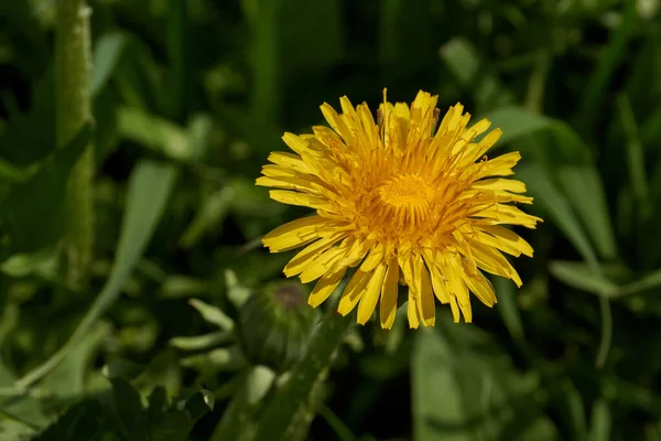 Primavera Denti Leone Sbocciano Prato Nella Pianura Alluvionale Del Fiume — Foto Stock