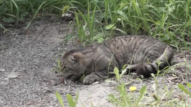 Katten Gräsmattan Gården Letar Efter Gräset Han Behöver Våren — Stockvideo