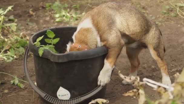 犬は所有者が温室を掃除するのを助ける — ストック動画