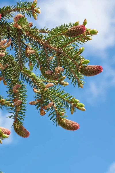 Spruce in the spring on the garden plot. Spruce cones are formed.