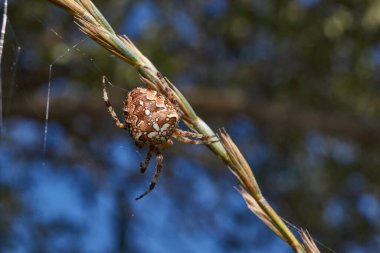 Örümcek haçı. Araneus güçlü rüzgarın kopardığı örümcek ağlarını onarır..