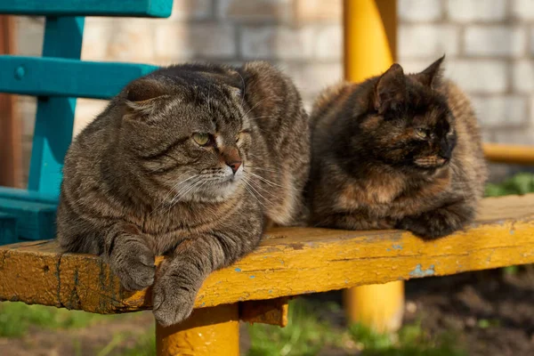Hauskatzen Liegen Auf Einer Bank Hof Des Hauses Und Sonnen — Stockfoto