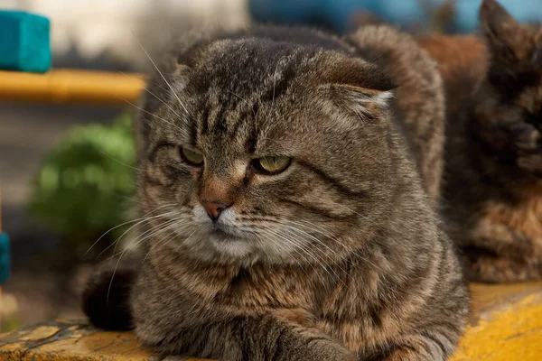 日本の猫は家の中庭のベンチに横になり 夕方の太陽の光の中で暖まります — ストック写真