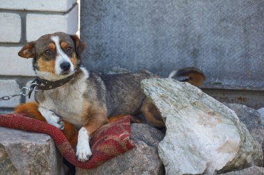 Sıcak bir günde, köpek gölge arar ve sıcaktan dinlenir..