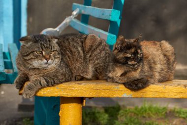 Evcil kediler evin avlusunda bir bankta yatar ve akşam güneşinin tadını çıkarırlar..