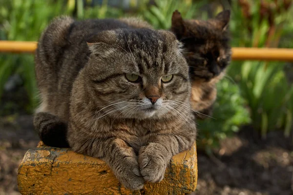 Gato Doméstico Yace Banco Patio Casa Calienta Los Rayos Del — Foto de Stock