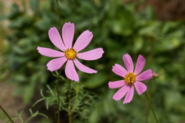Cosmea veya Cosmos (lat. Kozmos (