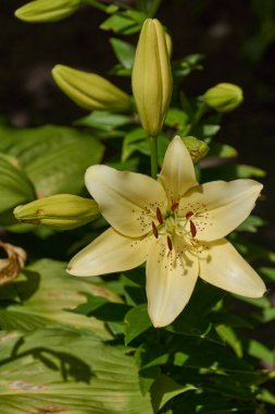 Lily (Düz. Lilium) - Lily (Liliaceae) familyasından bir bitki cinsidir. Lily bahçede çiçek açıyor..