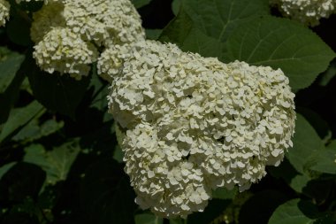 Hydrangea inflorescence (lat. Ortanca). Ortanca bahçede çiçek açar..