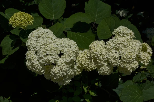 Inflorescência Hortênsia Lat Hortênsia Hortênsia Floresce Jardim — Fotografia de Stock