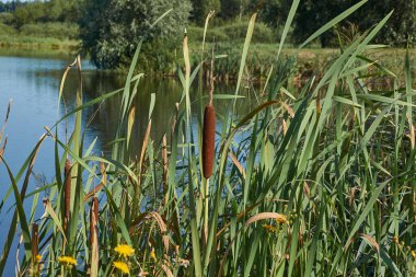 Gölde balık tutmak. Suda yansıma. Dinlenme merkezi. Ağustos 2021.