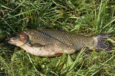 Beyaz Amur. Gölde balık tutmak. Suda yansıma. Dinlenme merkezi. Ağustos 2021.