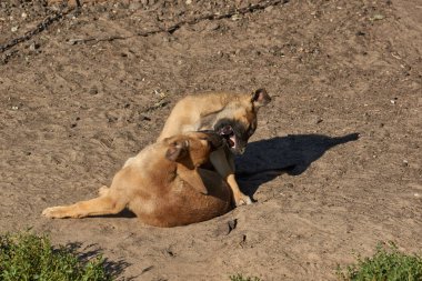 Yavrular güneşin doğuşunda kumların üzerinde oynarlar ve ısınırlar..