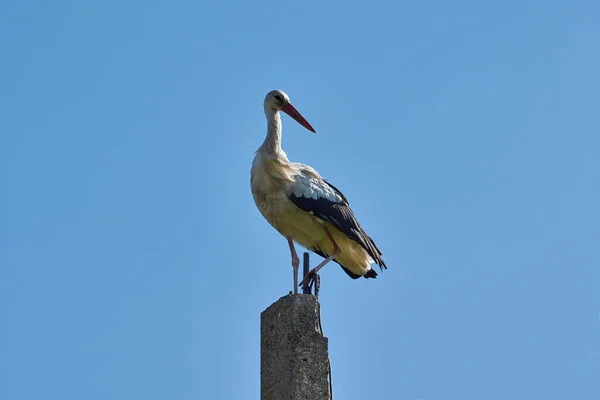 白いコウノトリ フラット Ciconia Ciconia は投稿に立って 日の出の早朝に休んでいます — ストック写真