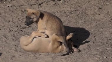 Yavrular güneşin doğuşunda kumların üzerinde oynarlar ve ısınırlar..